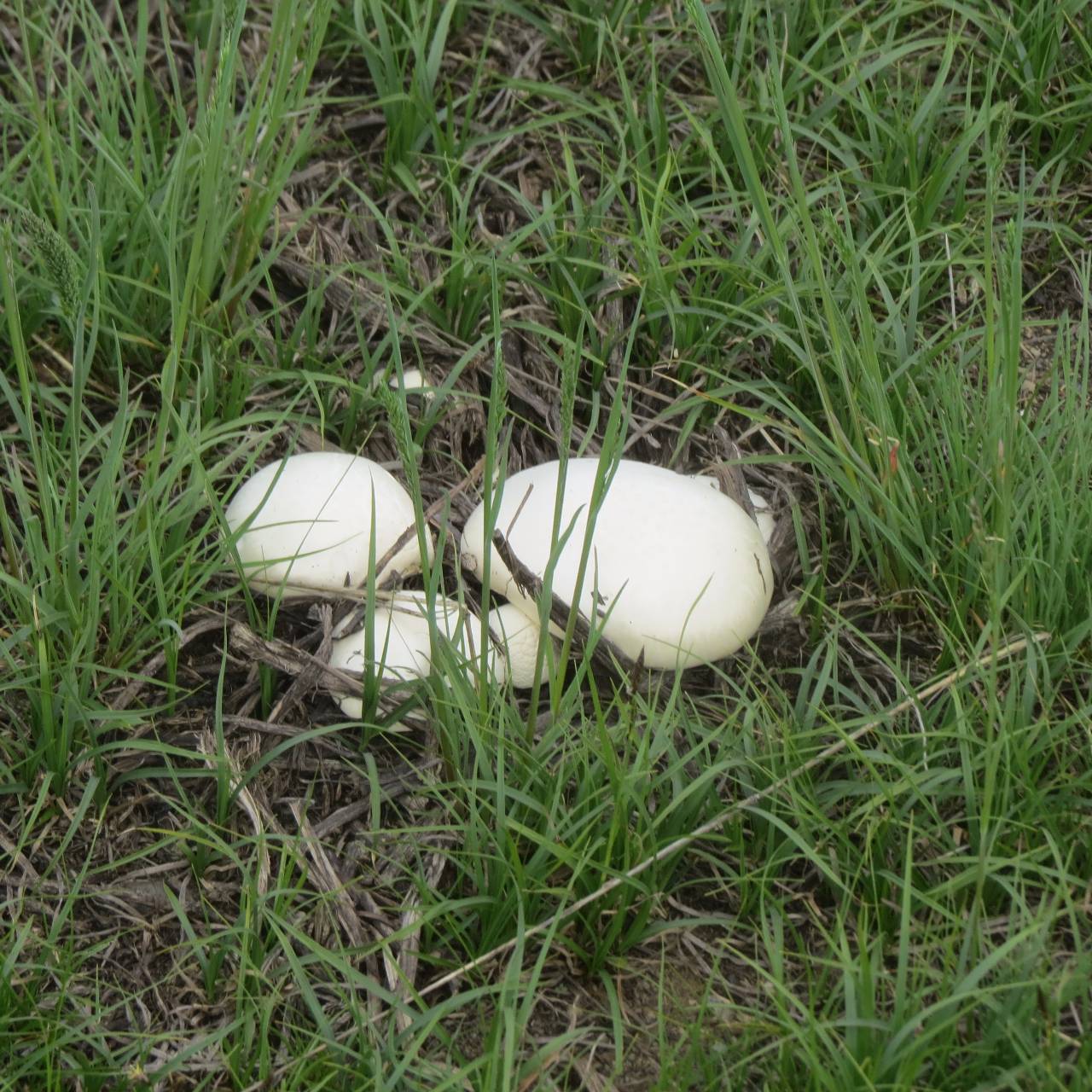 Белый шампиньон Степной гриб