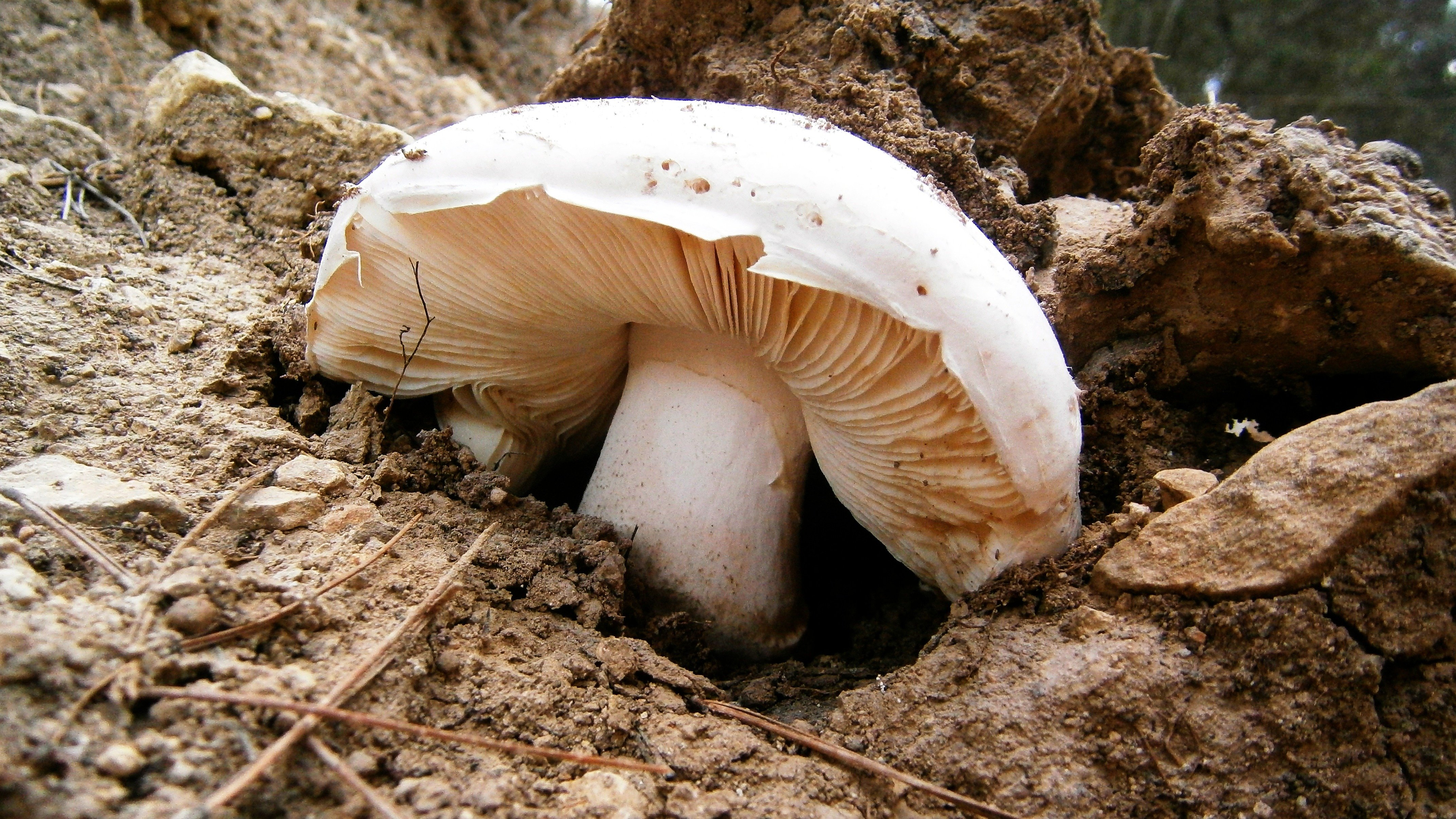 Агарикус съедобный гриб