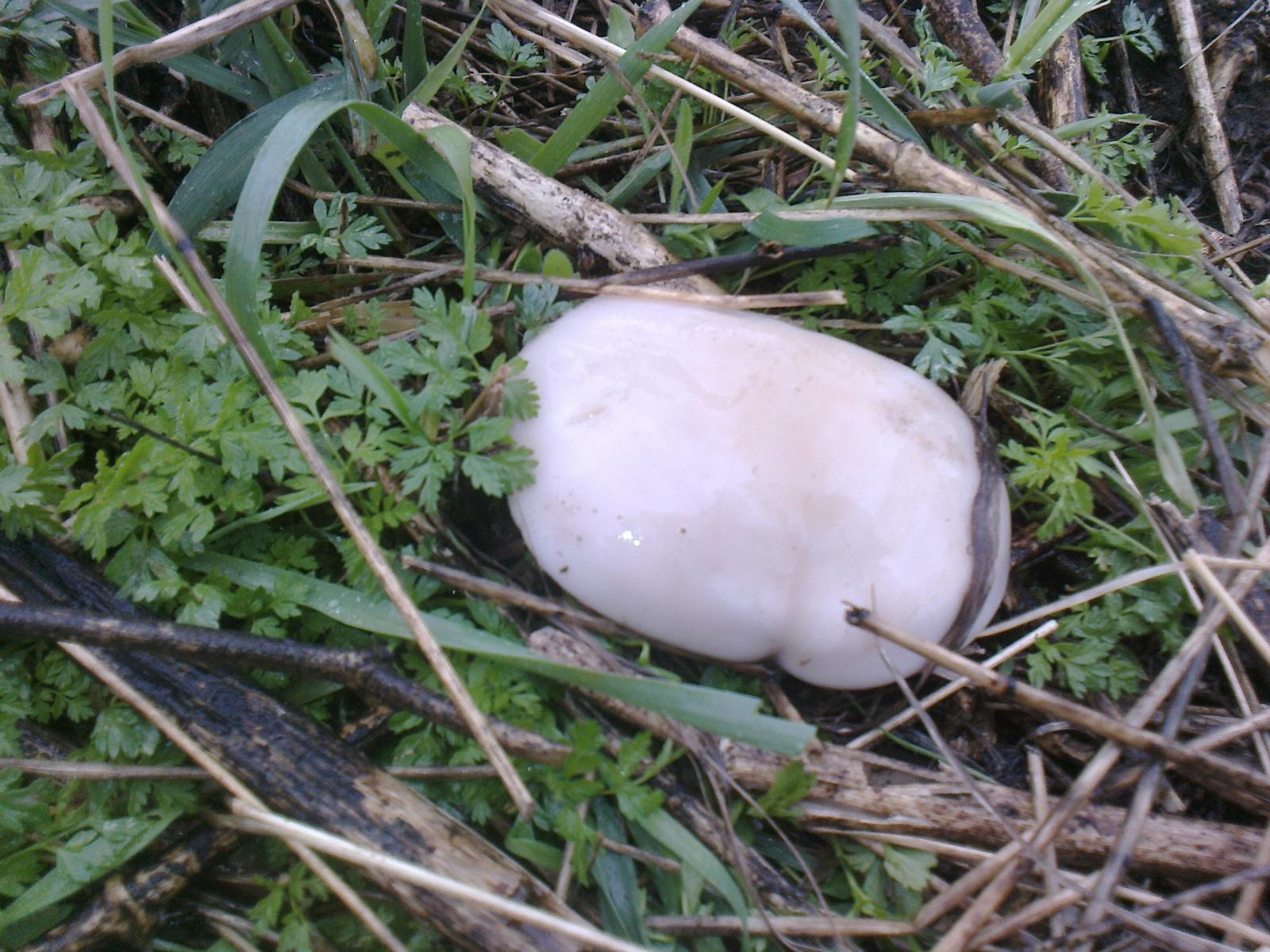 Белый Степной гриб в Казахстане