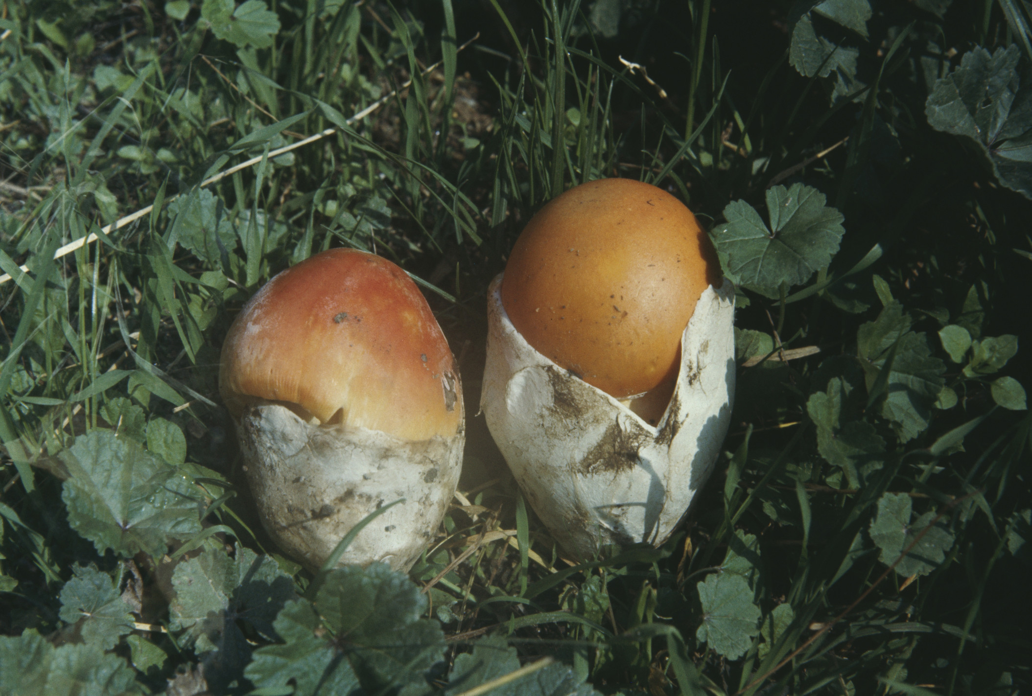 Царский гриб Приморский край