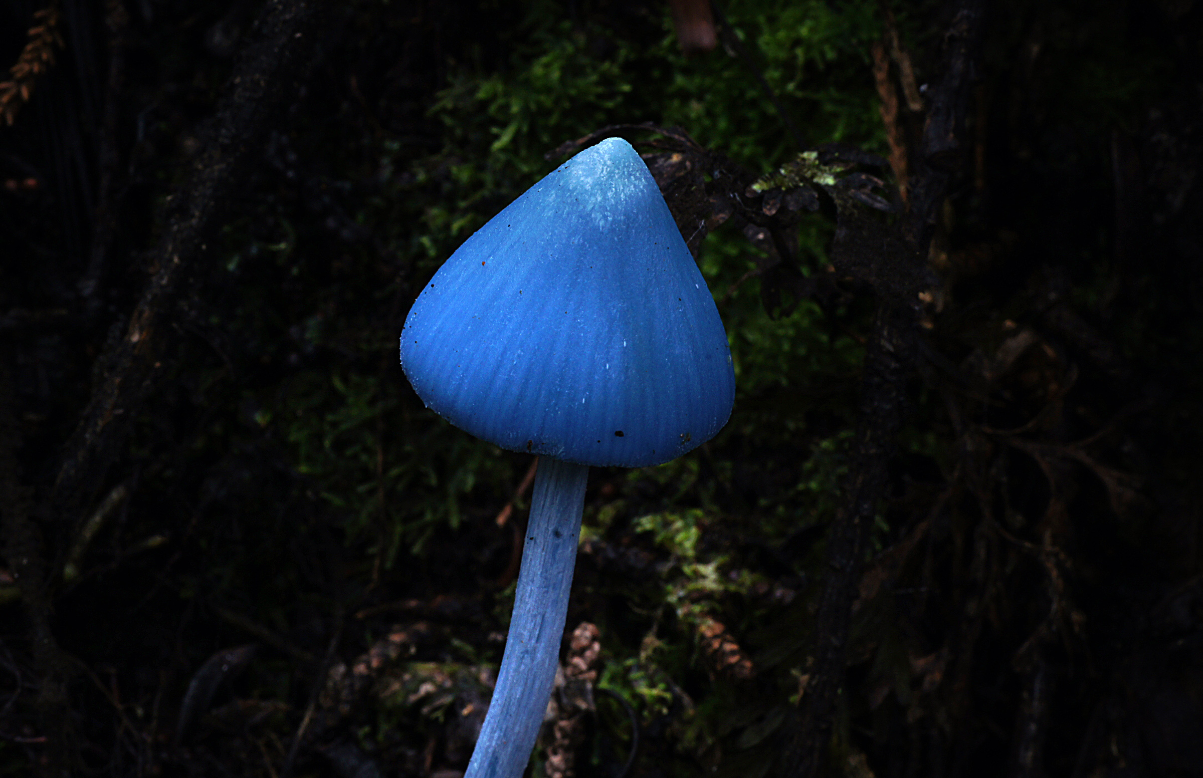 Голубой гриб Entoloma hochstetteri