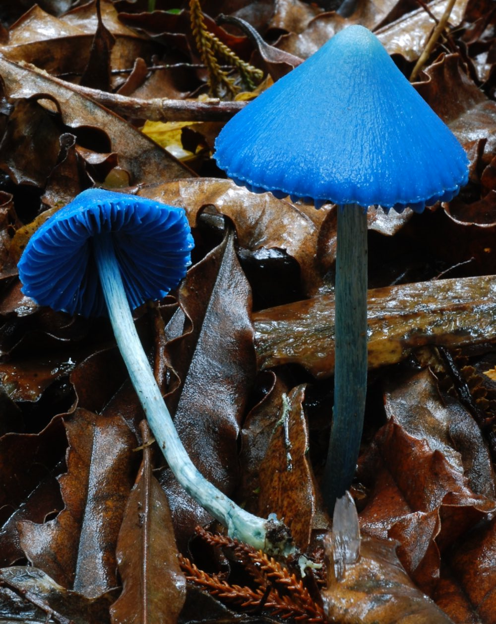 Живой синий гриб. Энтолома голубая. Гриб Entoloma hochstetteri. Entoloma hochstetteri небесно-голубой гриб. Энтолома голубая ядовитая.