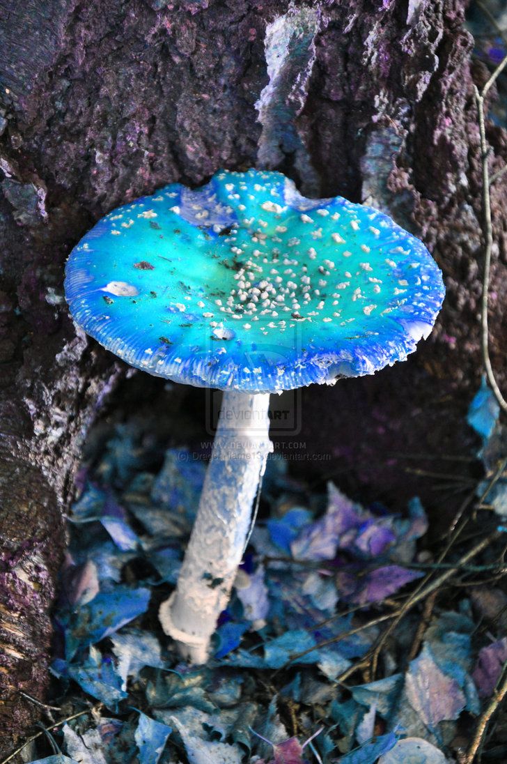 Фиолетовая поганка гриб
