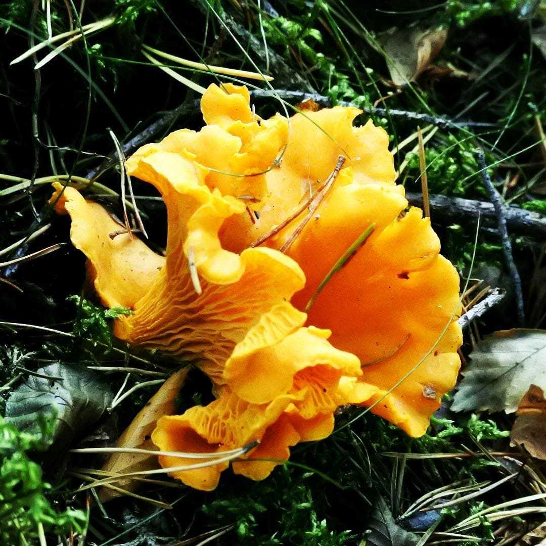 Разновидности лисичек грибов фото и описание
