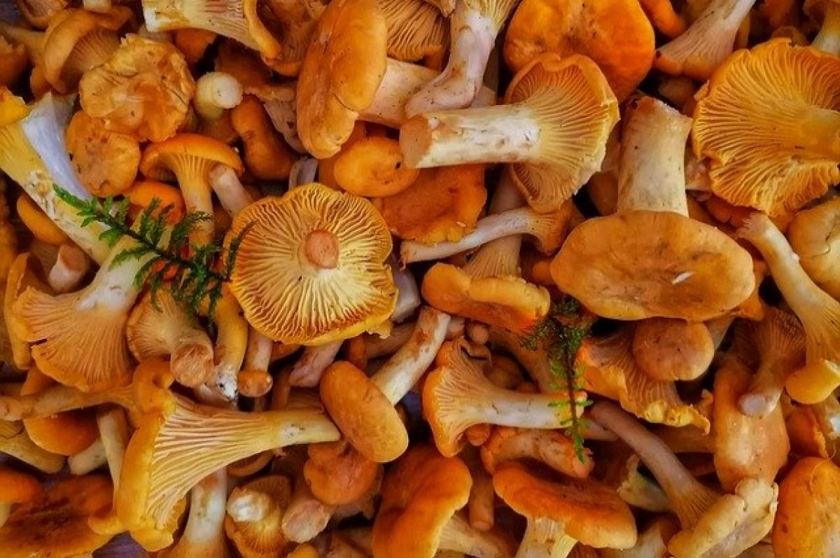 грибы похожие на лисички фото
