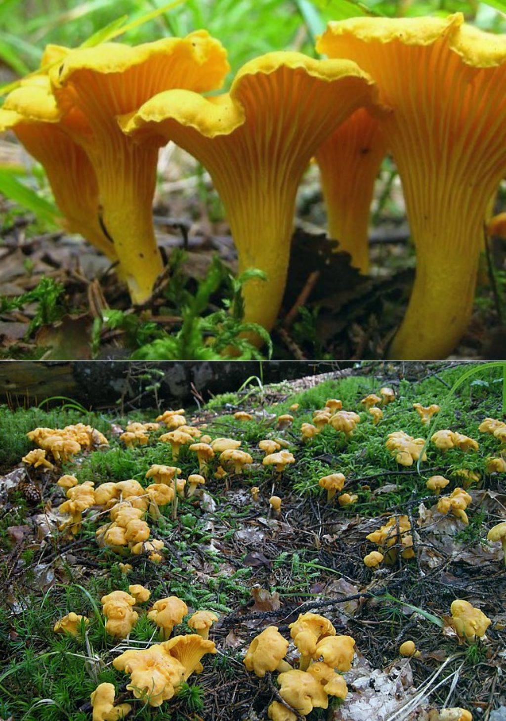 Лисички и лжелисички грибы