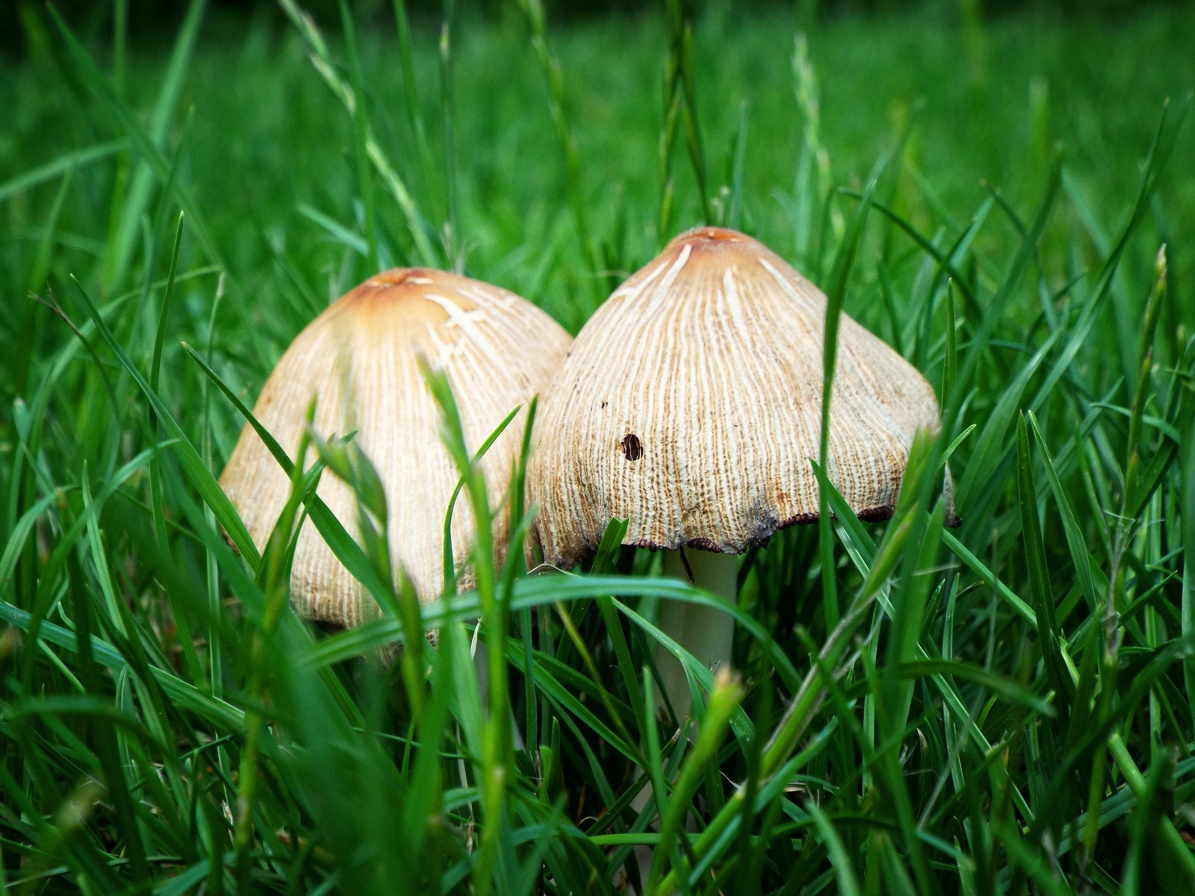 Луговые грибы Краснодарского края
