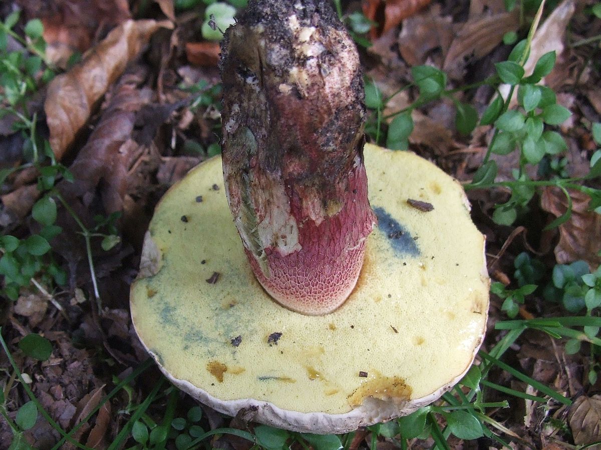 фото съедобных грибов которые синеют на срезе
