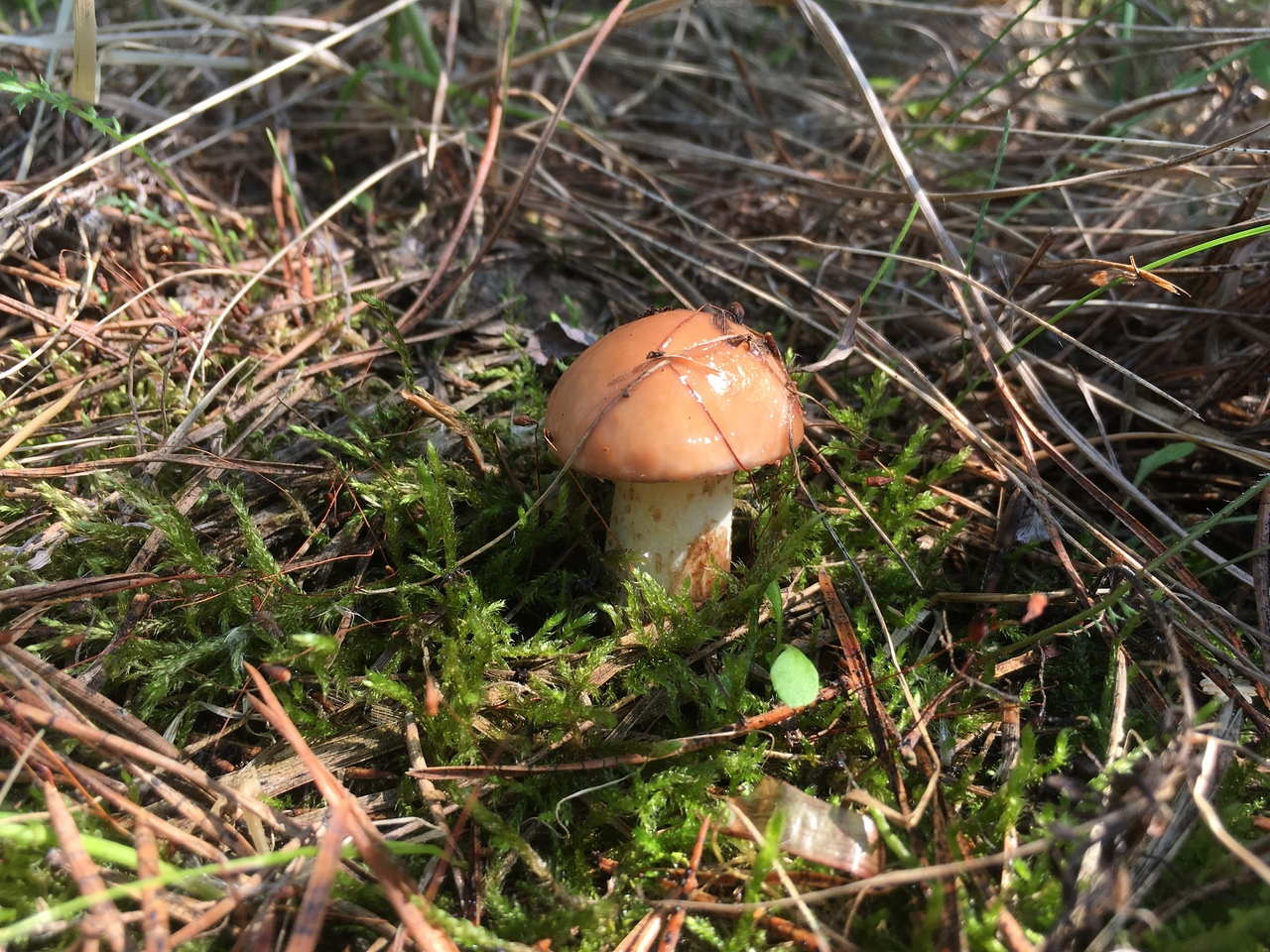 Съедобные грибы Кировской