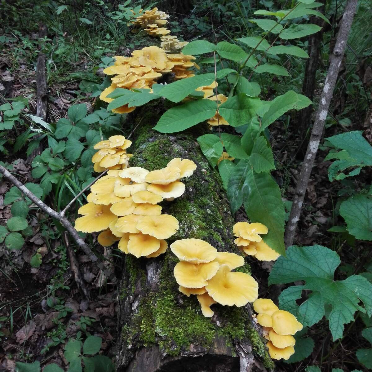 Ильмаки грибы в Приморье