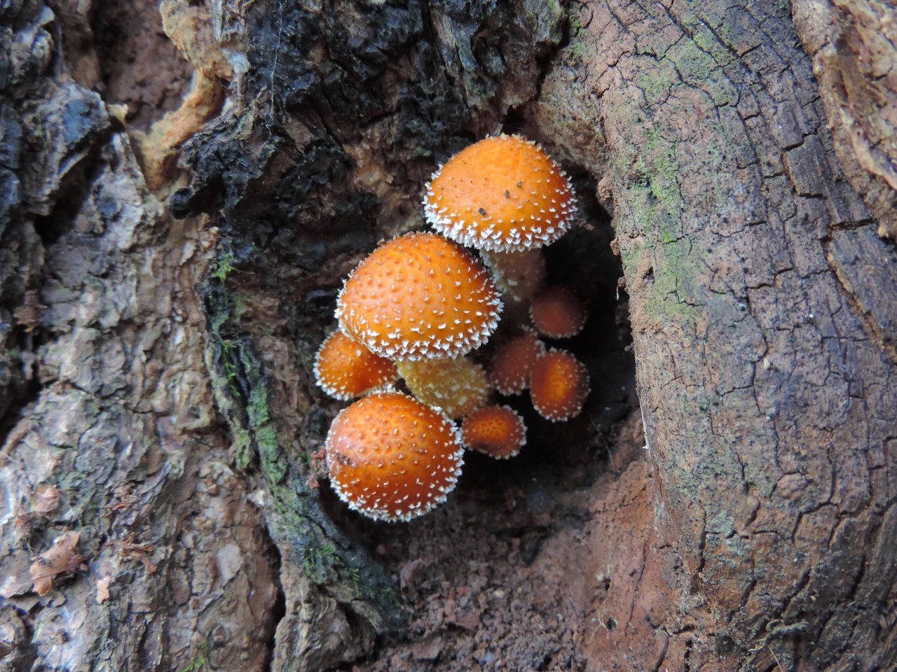 Съедобные грибы-опята Приморского края