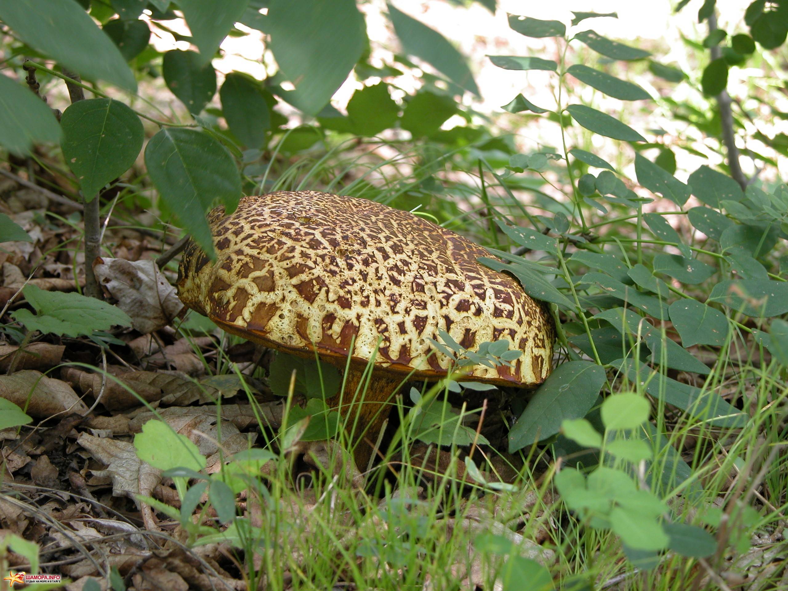 Съедобные грибы Приморского края