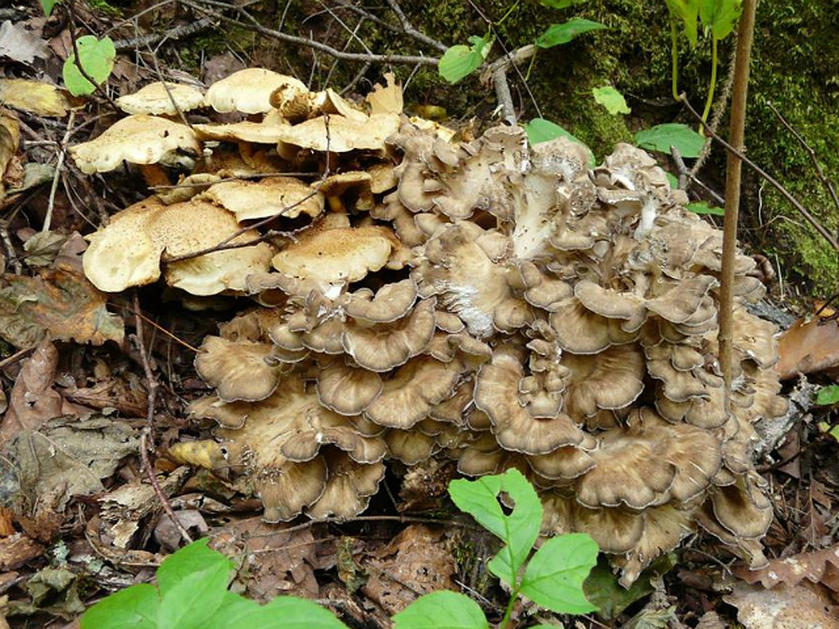 Рядовка гриб в Приморье