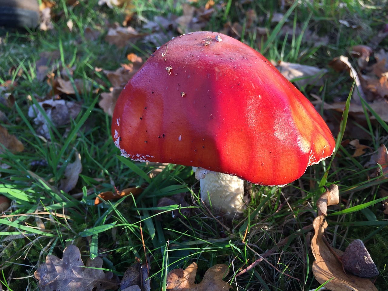Красный гриб фото