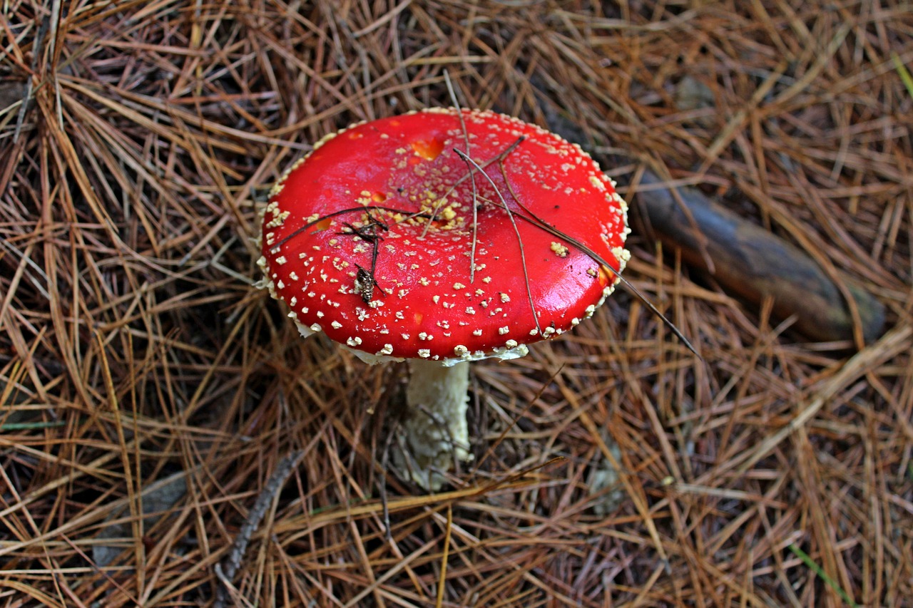 Красный гриб. Грибы красного цвета. Решетчатый красный гриб. Красные грибы на дереве. Пост красный гриб