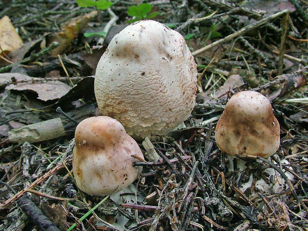Съедобные грибы Югры