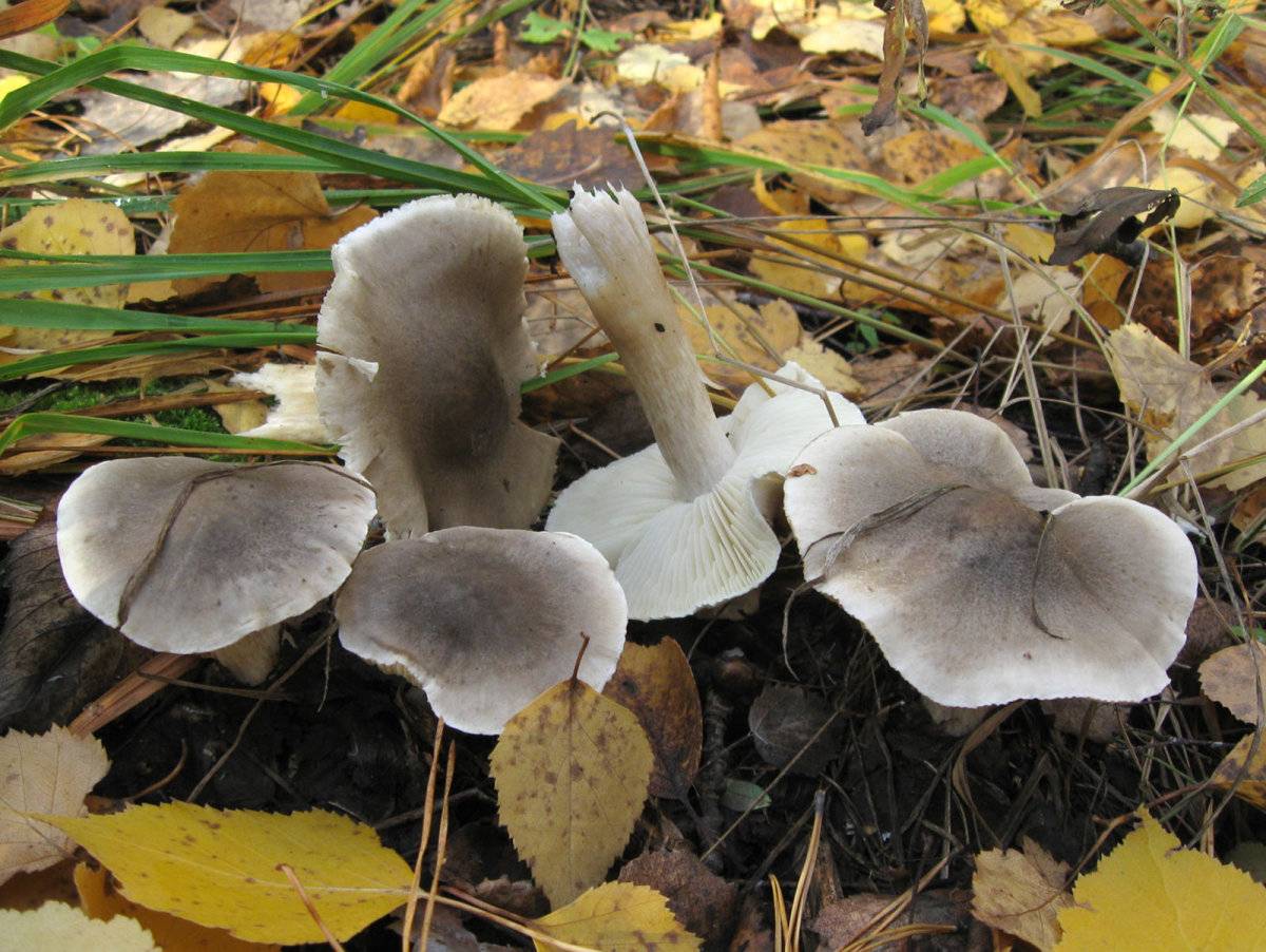 съедобные грибы серого цвета фото