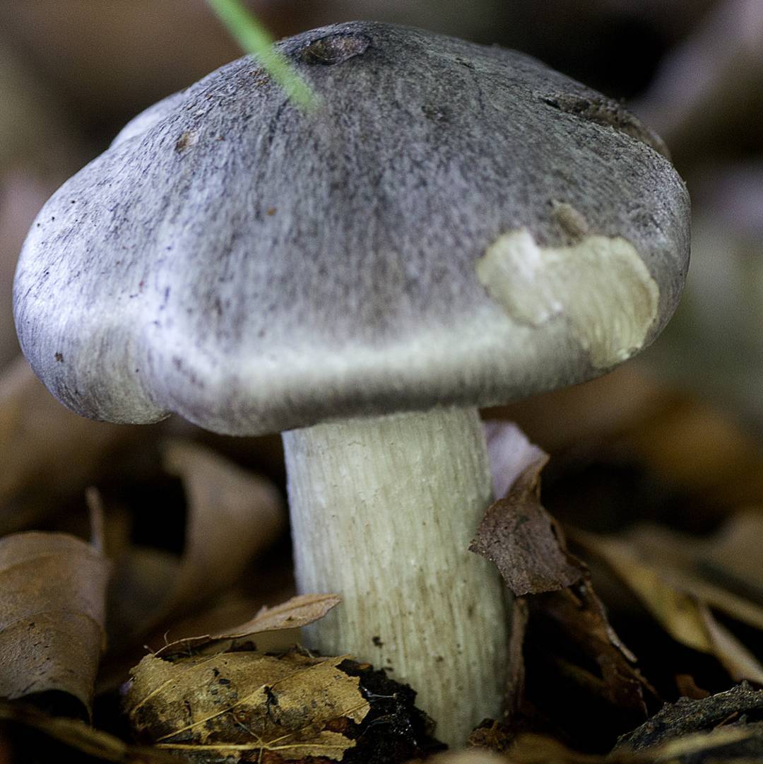 съедобные грибы серого цвета фото