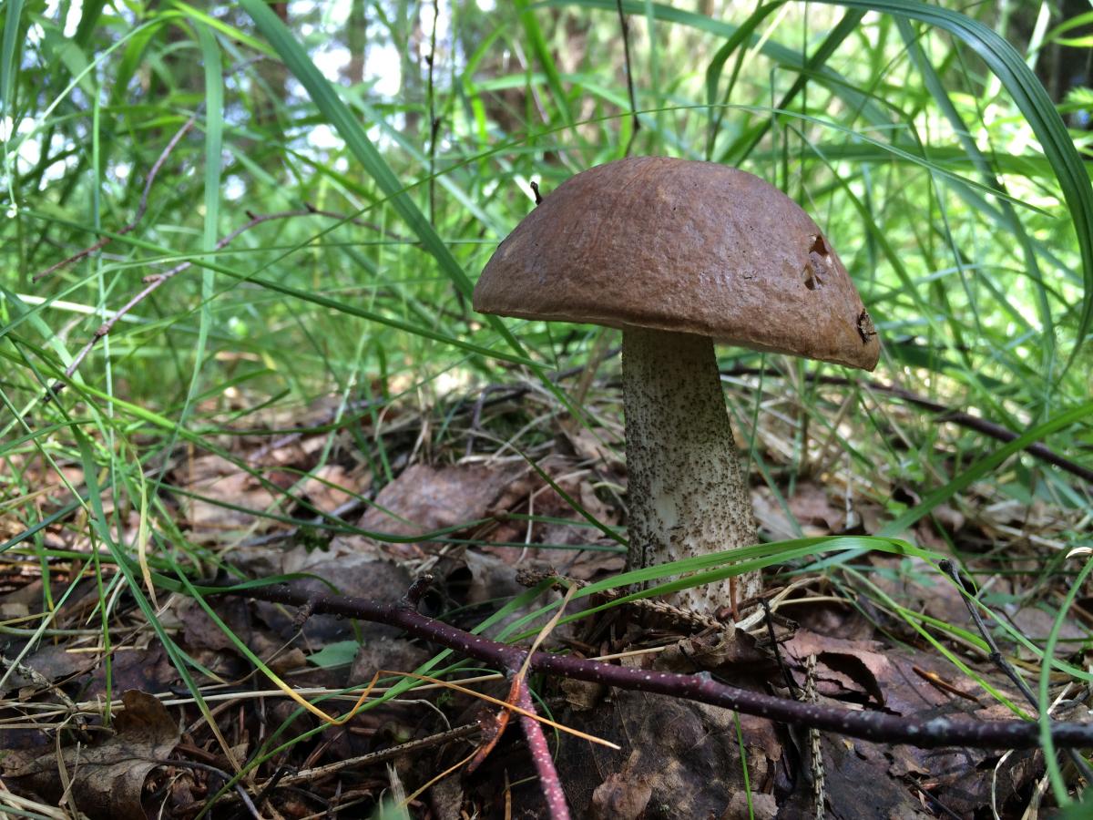 Подберёзовик обыкновенный съедобные грибы