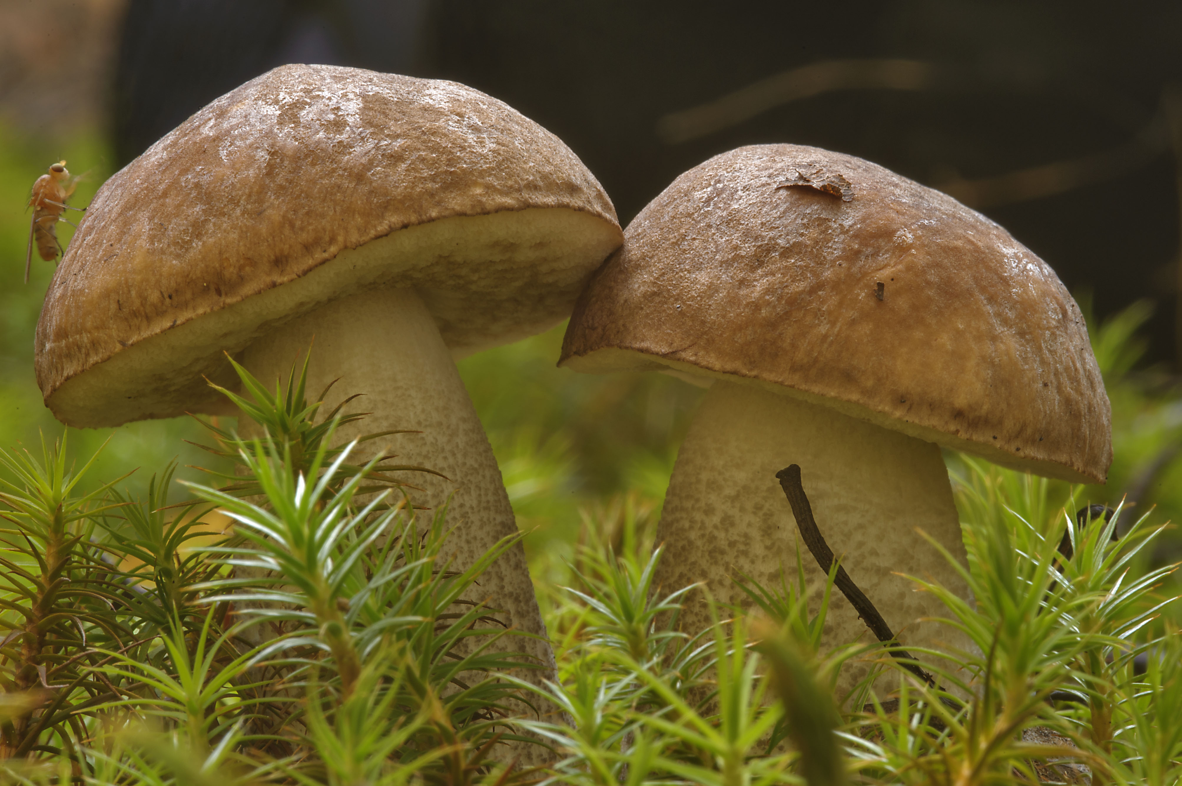 Подберезовик группа грибов. Подберёзовик обыкновенный. Подберёзовик обыкновенный грибы. Обабок гриб. Подберезовик трубчатый.