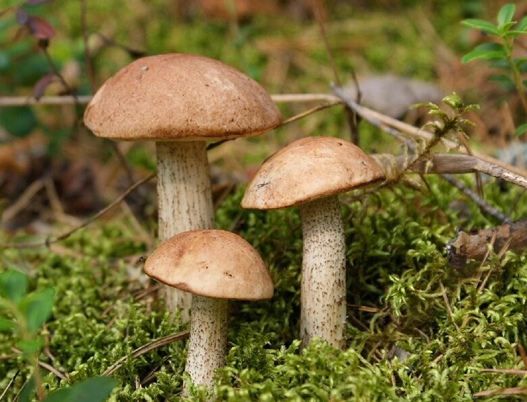 Карельский лес грибы подберезовик