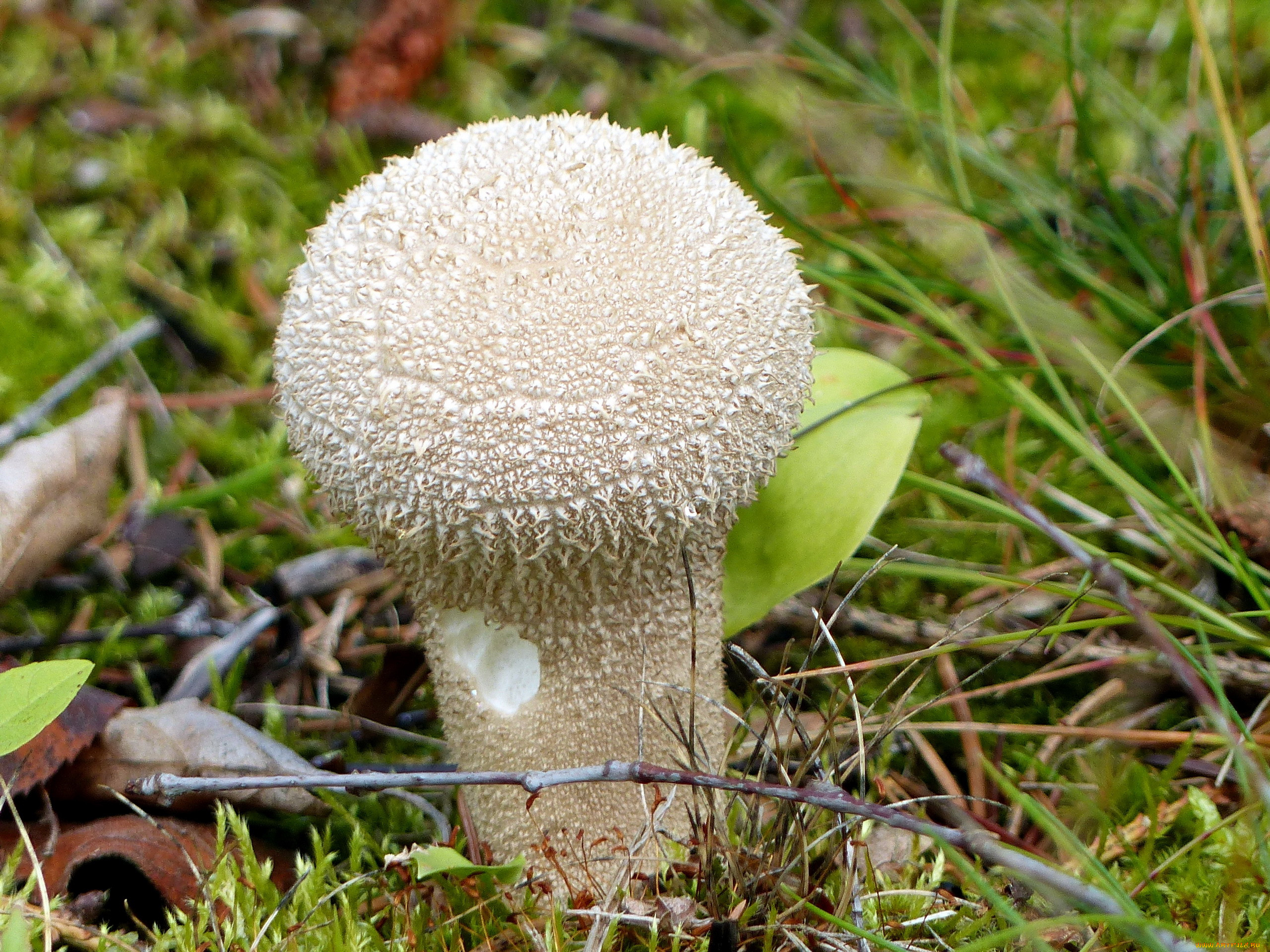 Дождевик (род грибов) Агариковые