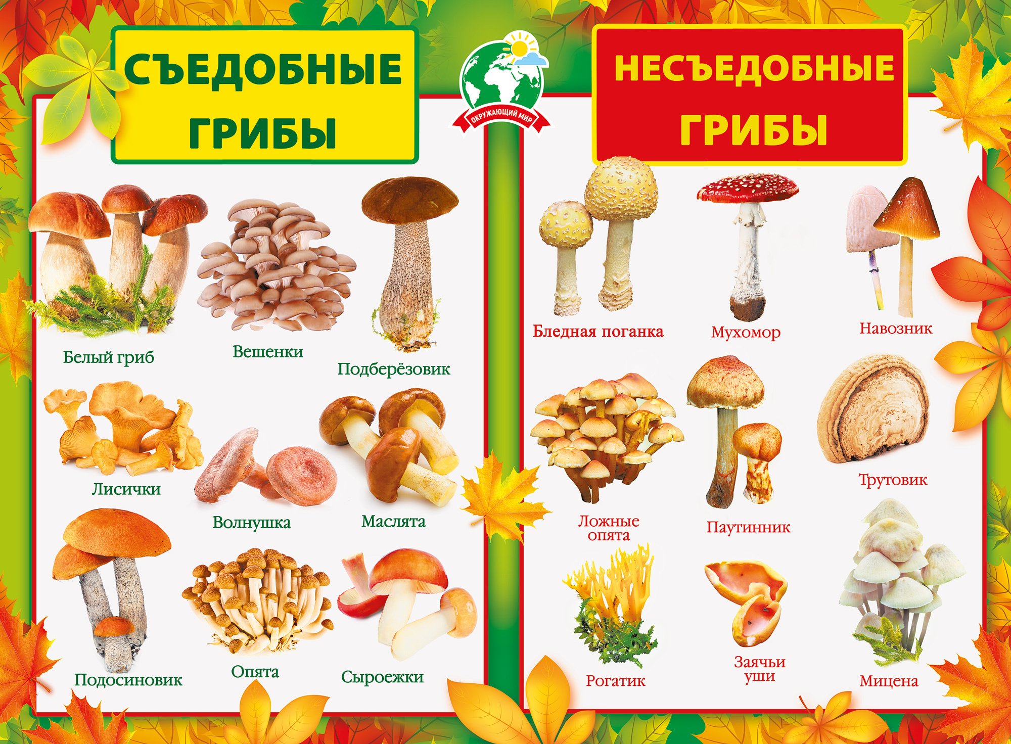 Съедобные грибы несъедобные грибы фото и название