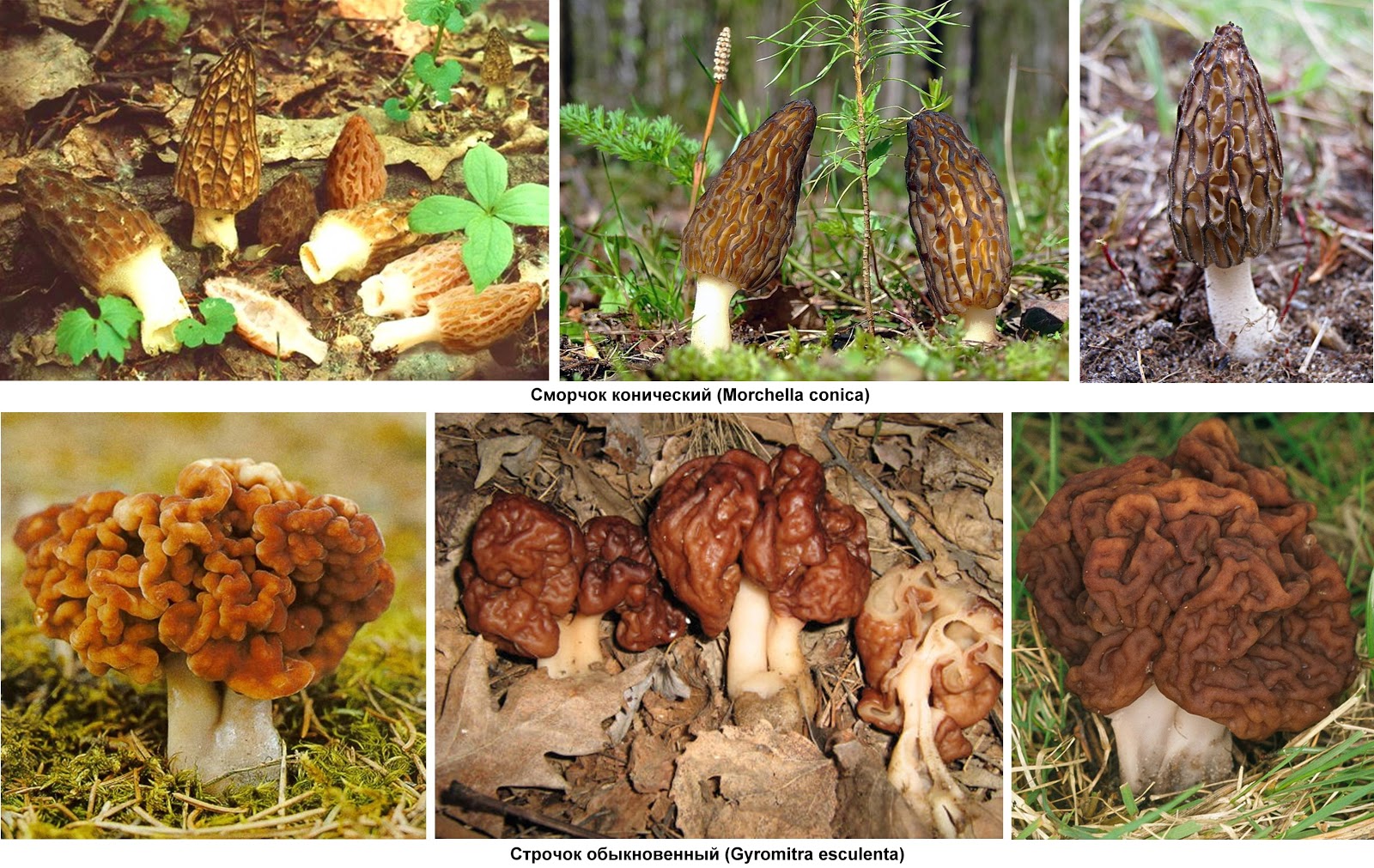 Сморчки грибы фото съедобные и несъедобные чем отличаются как готовить