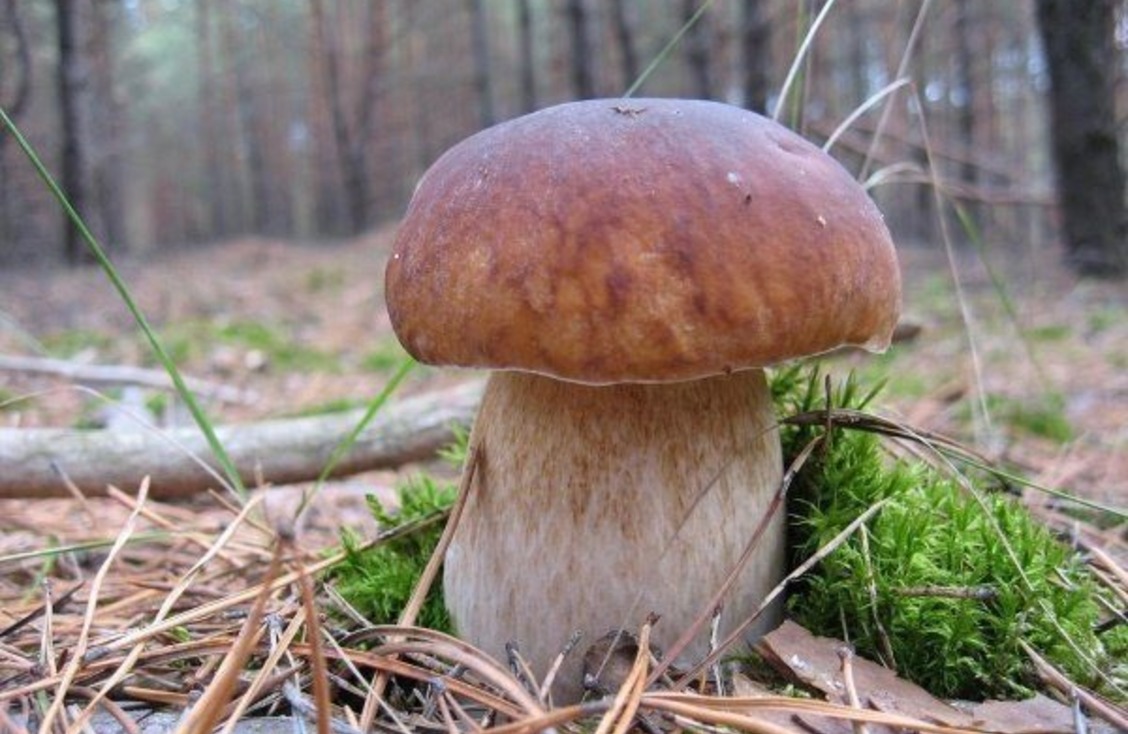 Boletus edulis – белый гриб
