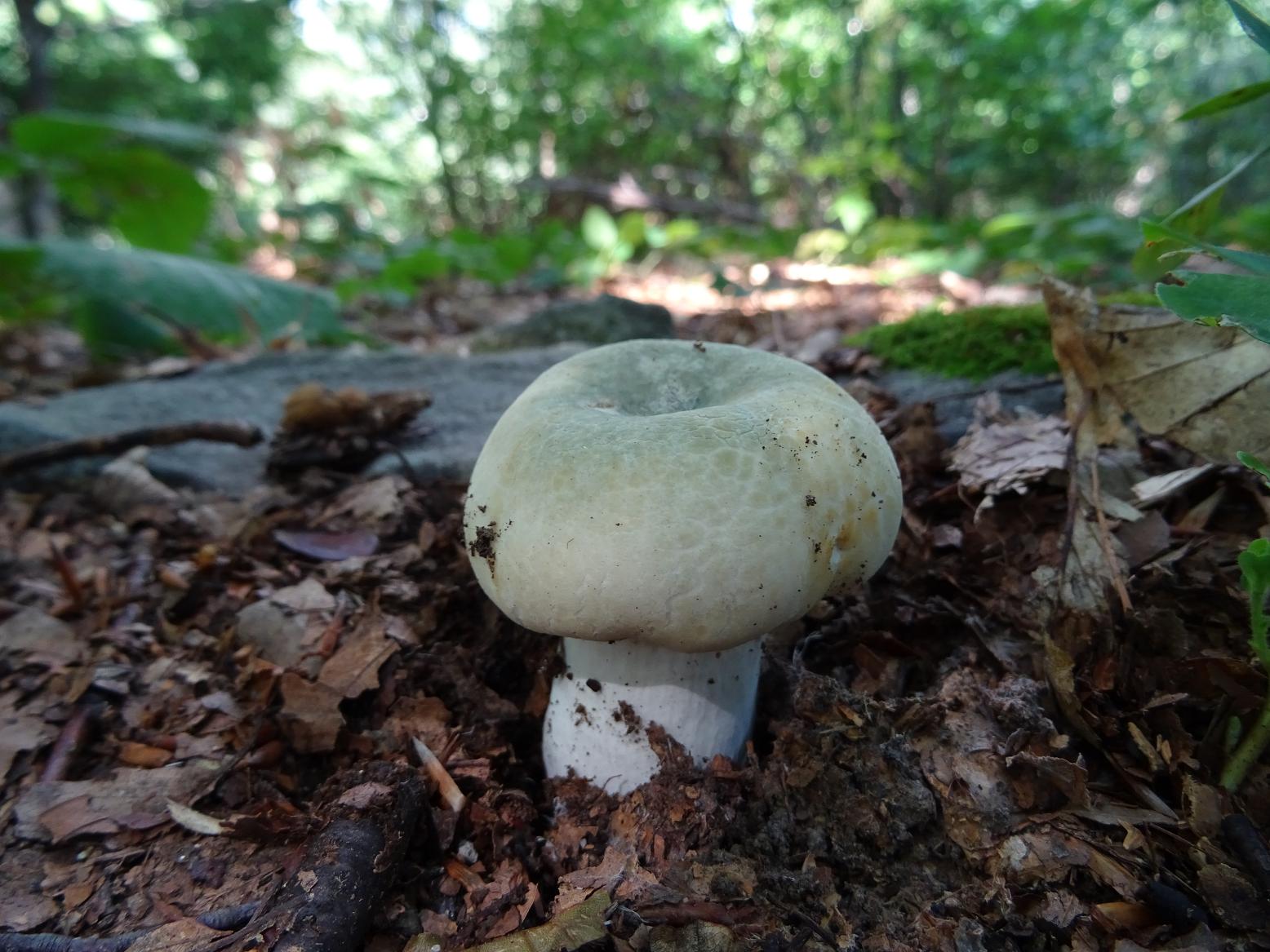 Сыроежка Забайкальский гриб