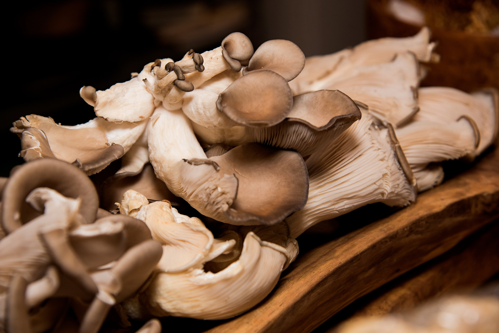 Mushrooms facts