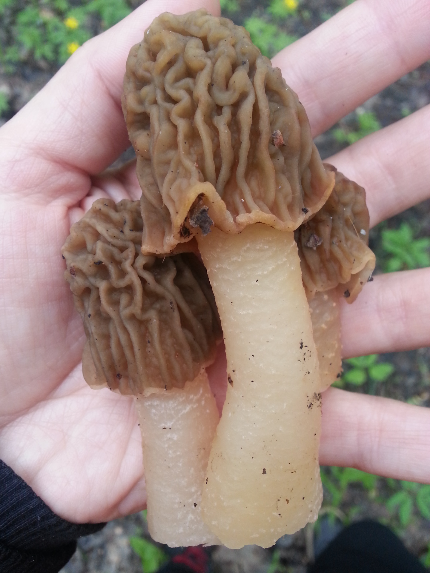 Как выглядят сморчки строчки грибы фото