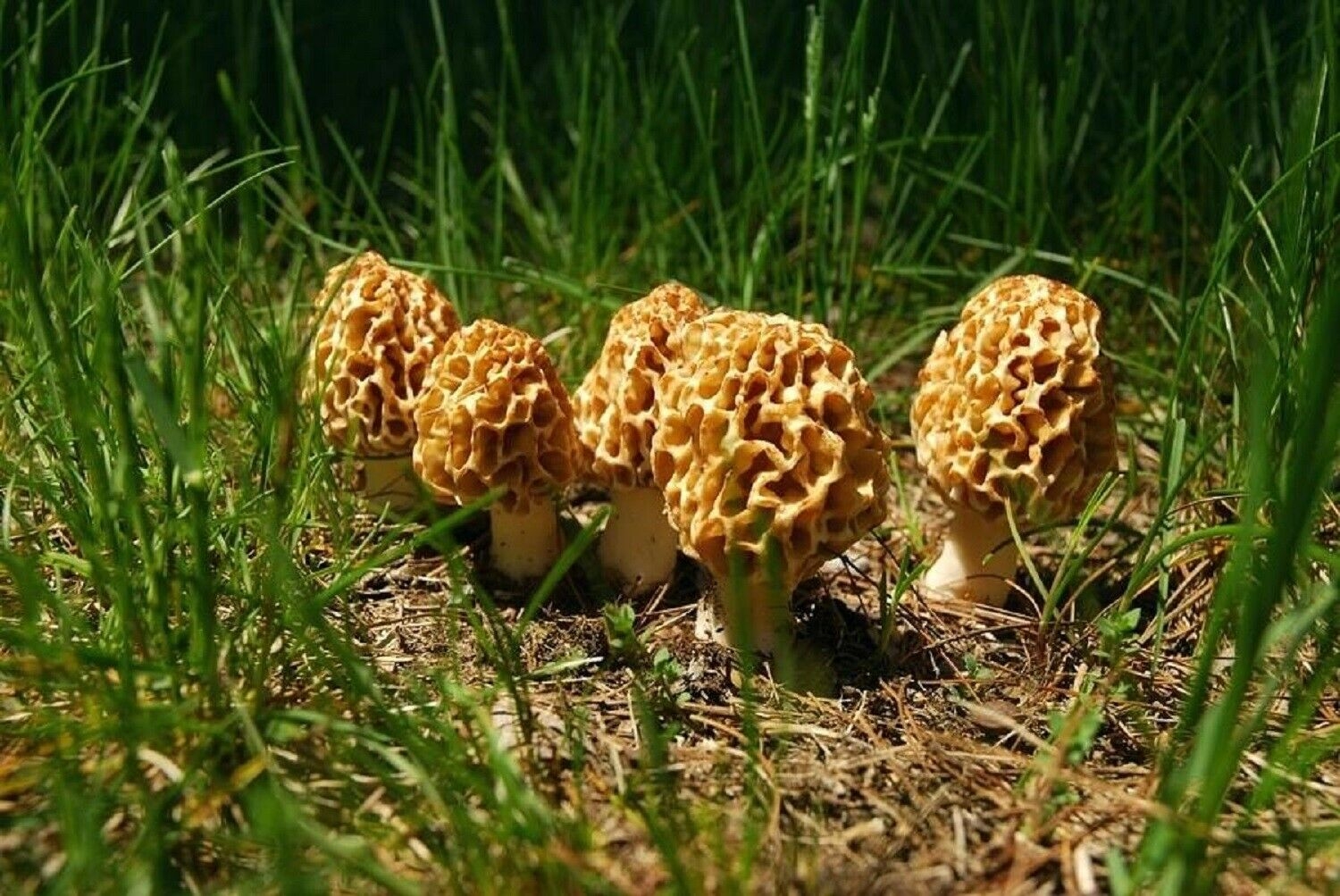 Гарашики грибы фото