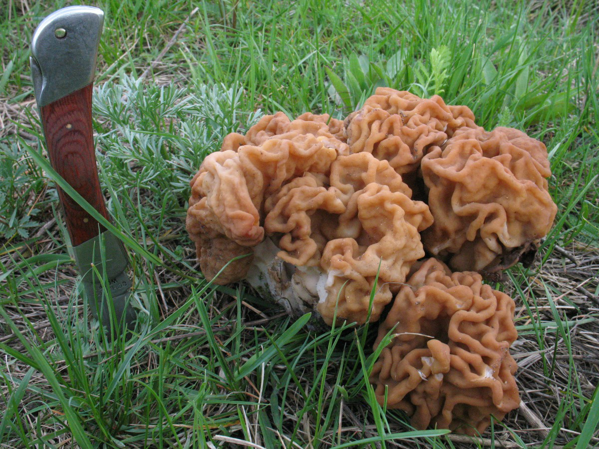 Строчки грибы когда растут