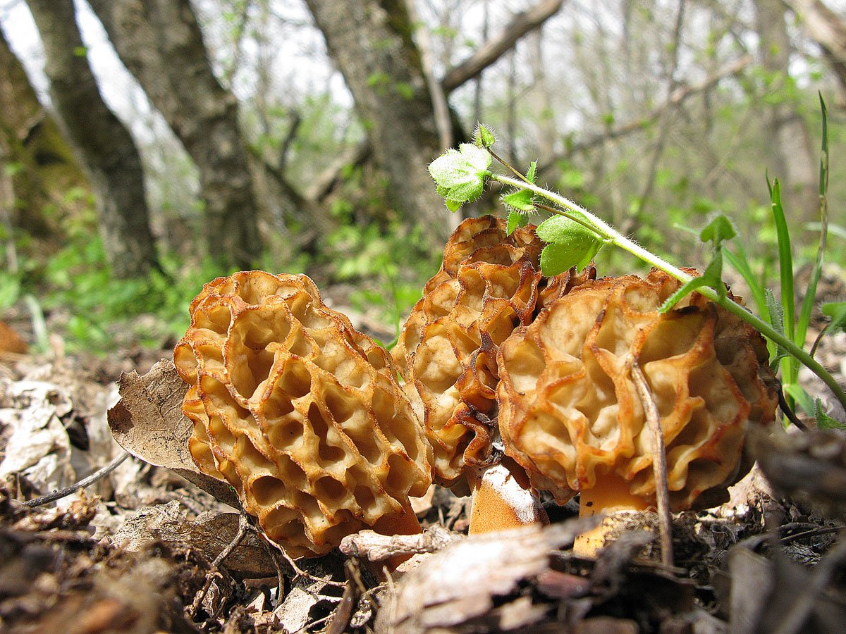 Съедобные сморчки грибы фото съедобные