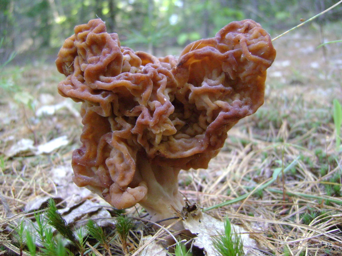 Сморчки грибы фото съедобные и несъедобные чем отличаются и как