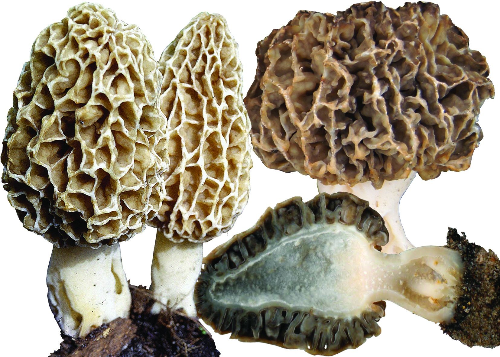 Сумчатые грибы сморчки