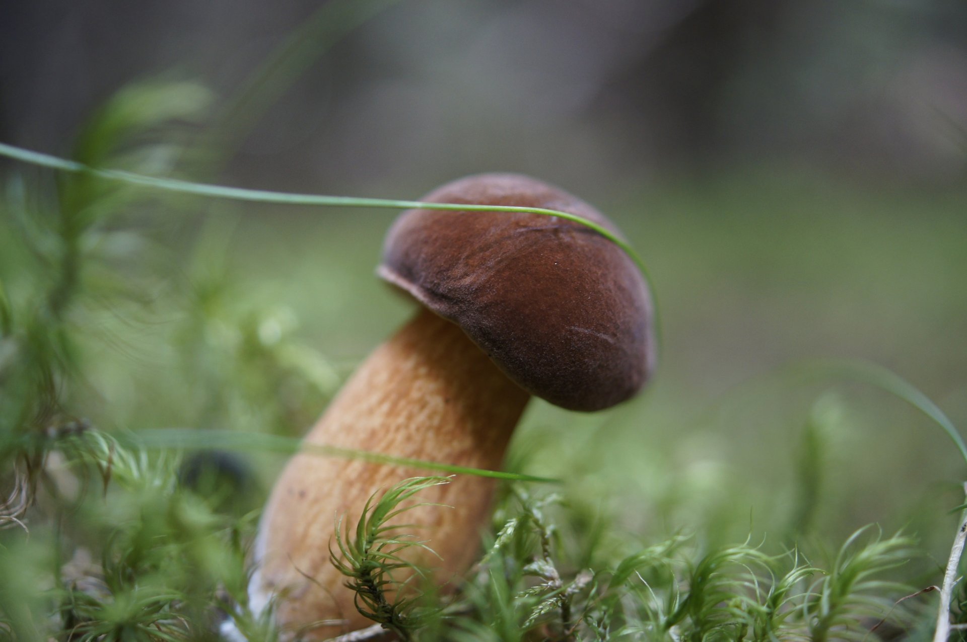 Белые грибы в лесу высокое качество