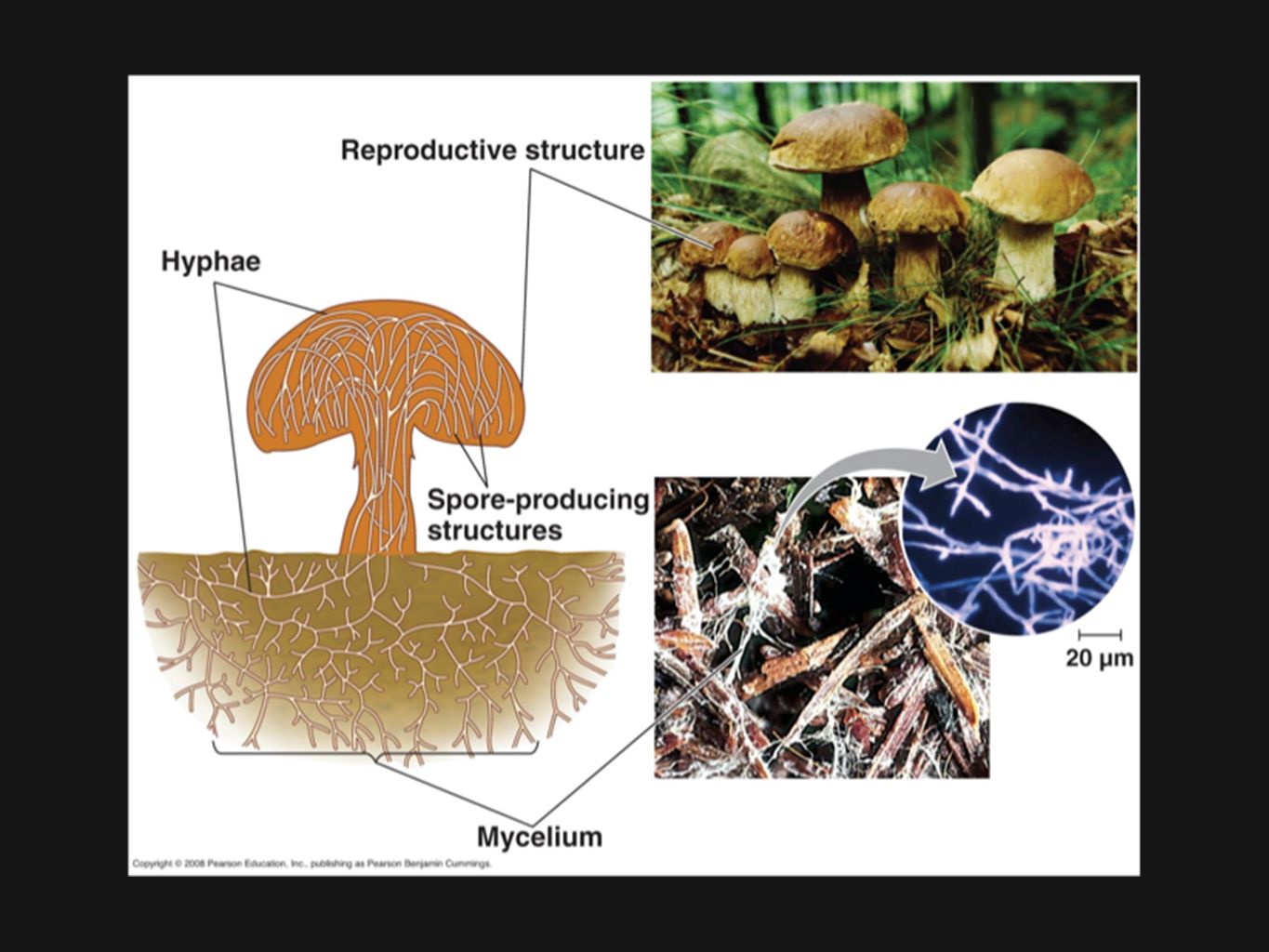 Строение гриба гифы мицелий