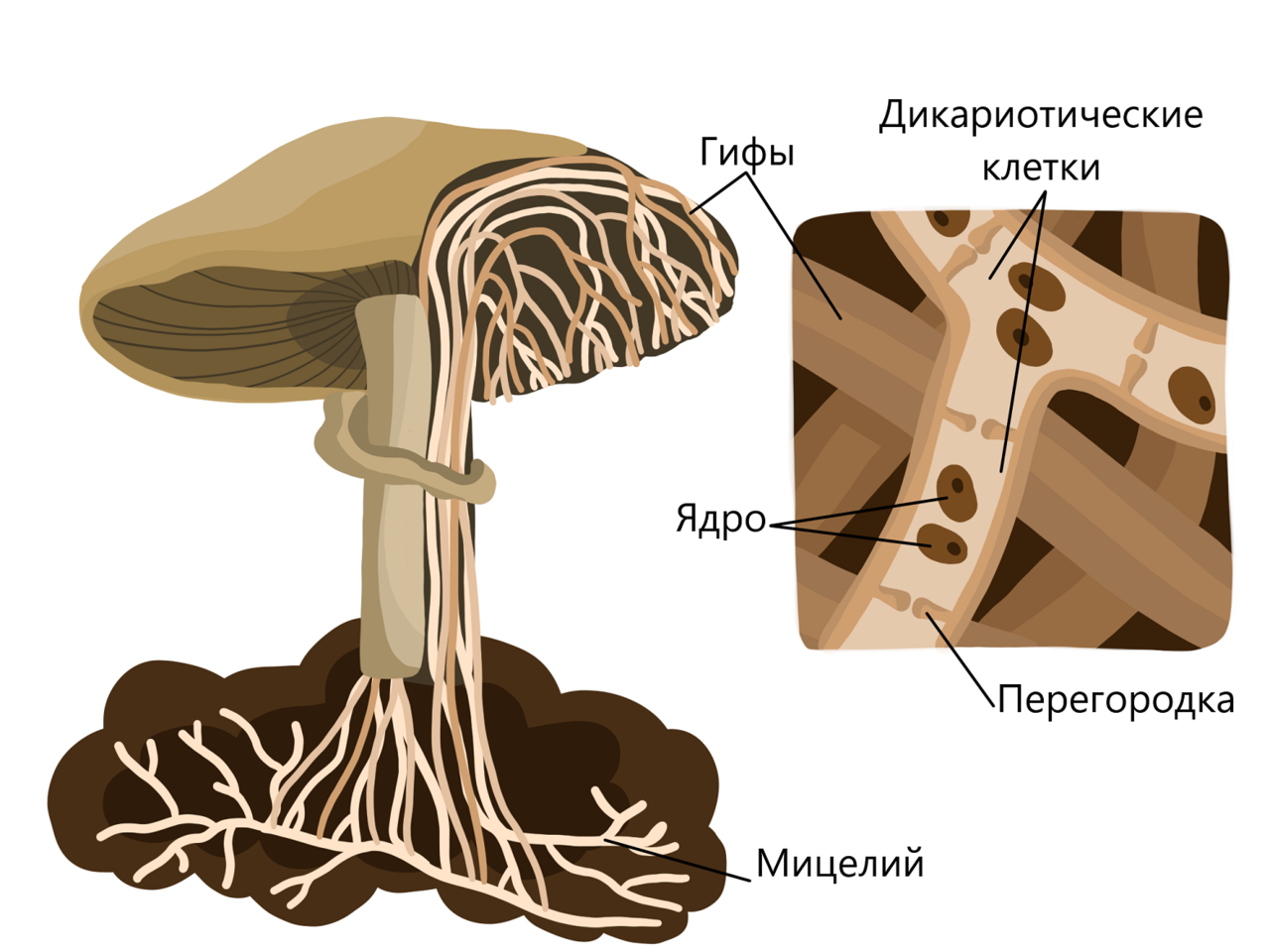 Строение гриба гименофор