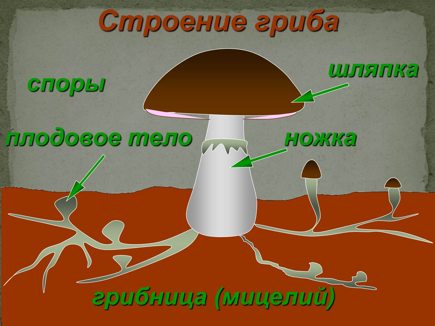 Макет грибницы шляпочного гриба