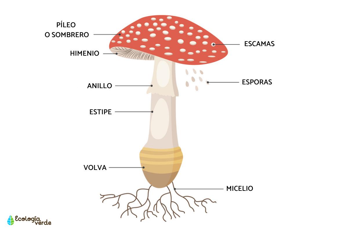 Структура гриба мухомора