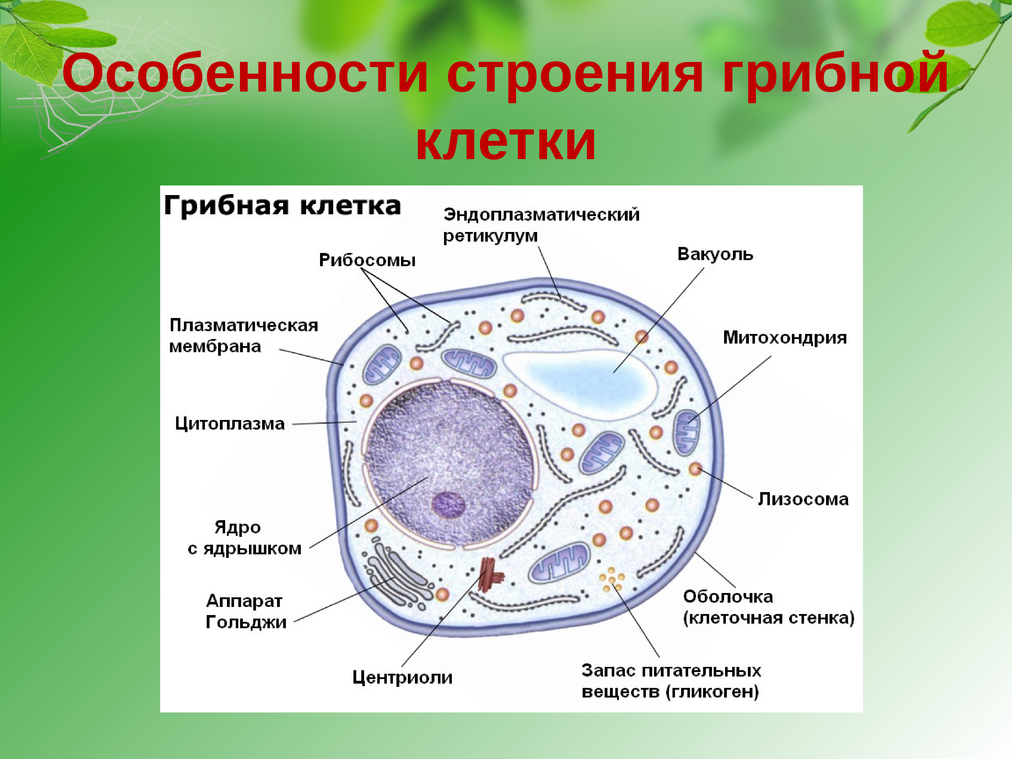 строение клетки животная клетка раст фото 110