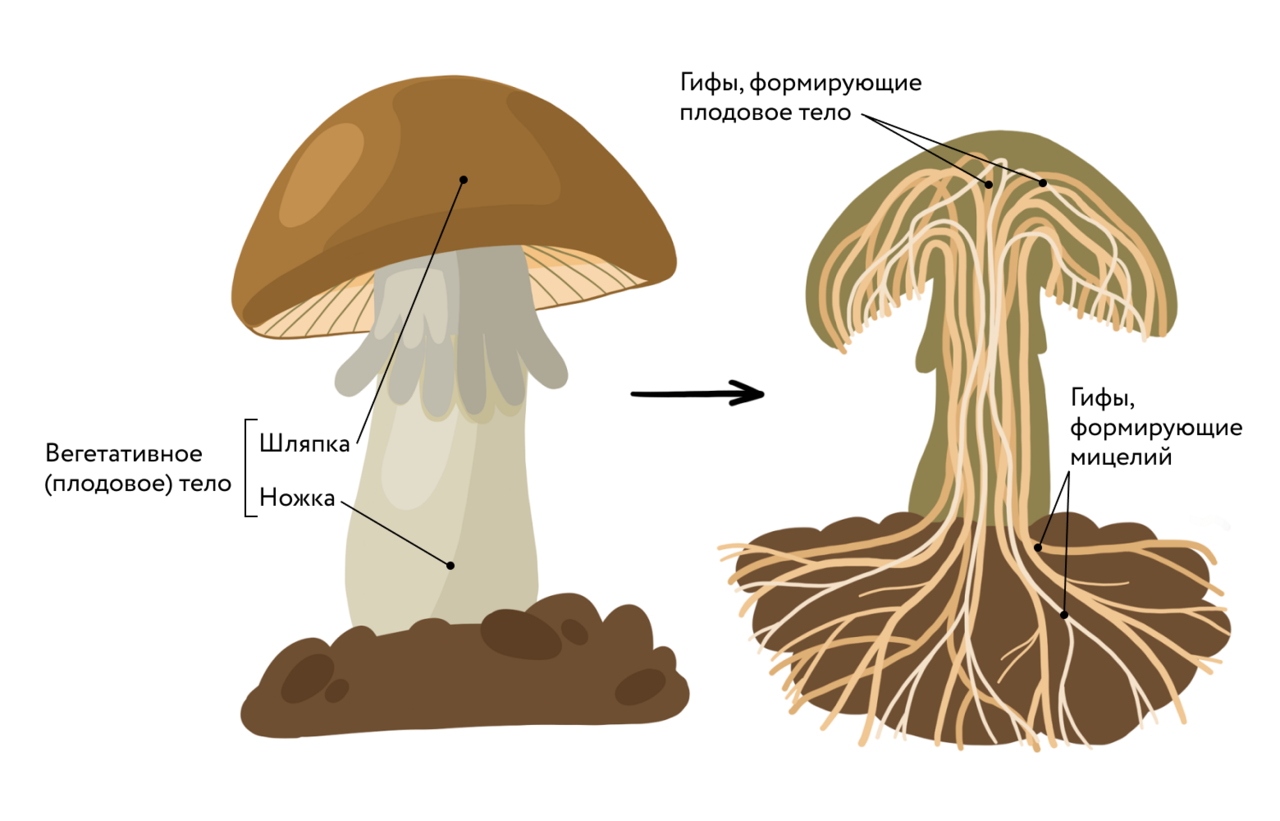 Строение гриба биология