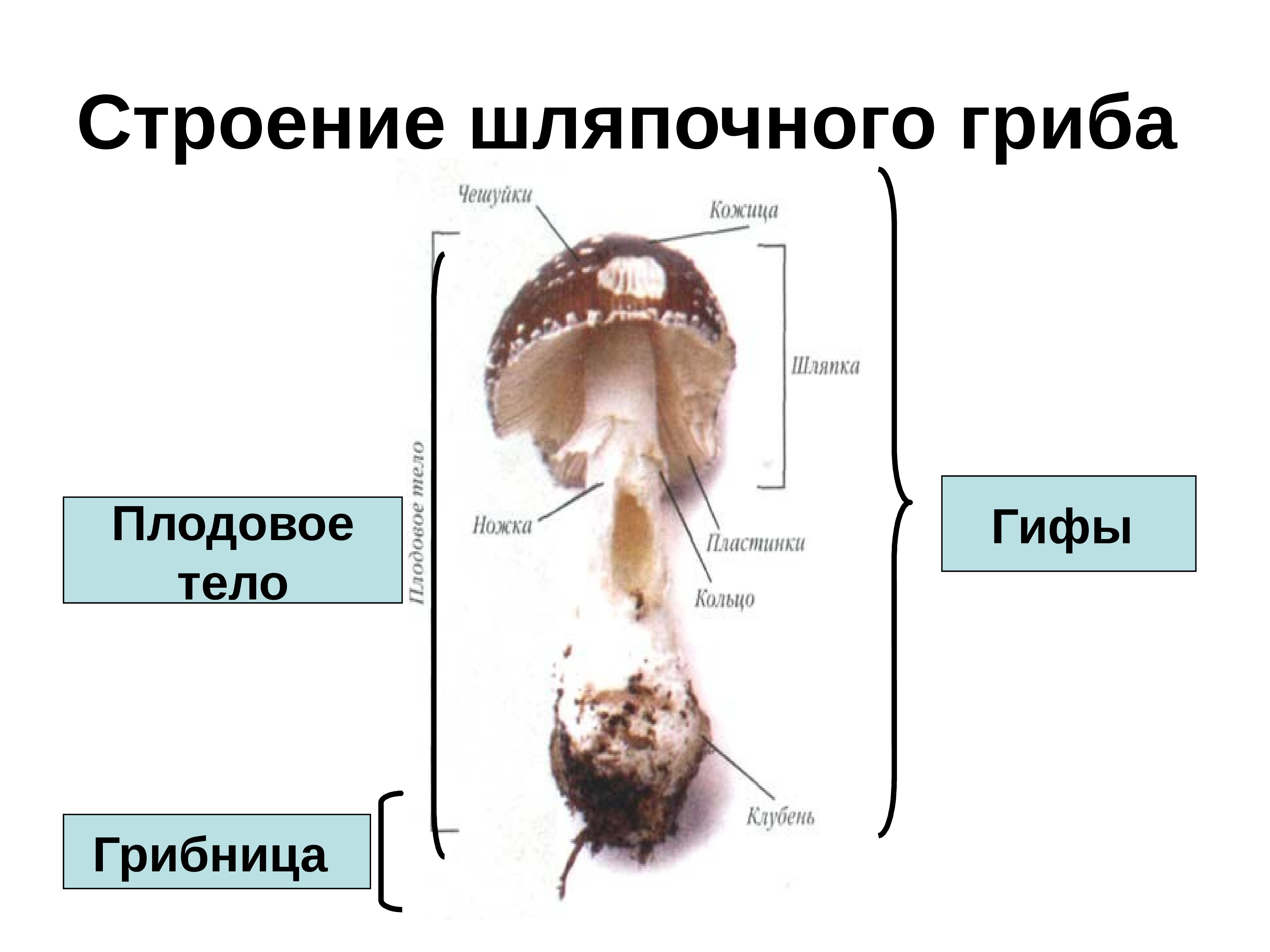Строение шляпочного гриба гифы