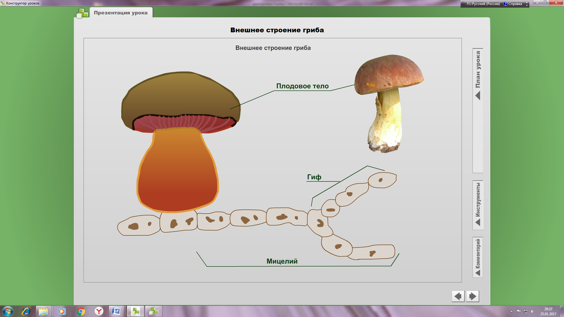 Рисунок гриба 5 класс. Размножение шляпочных грибов схема. Строение гриба рисунок биология. Строение гриба биология 5. Карточка строение шляпочного гриба.