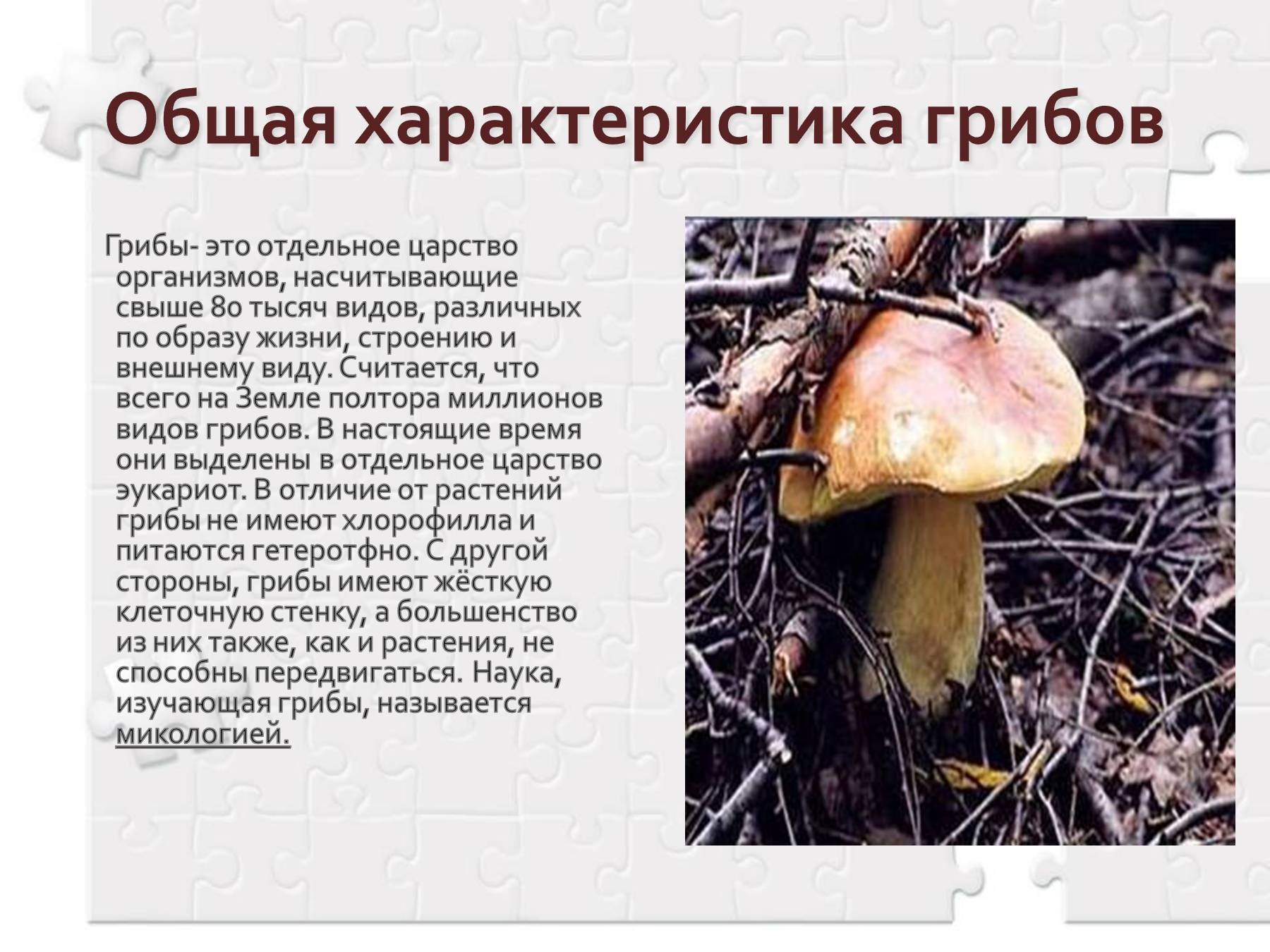 Презентация на тему грибов