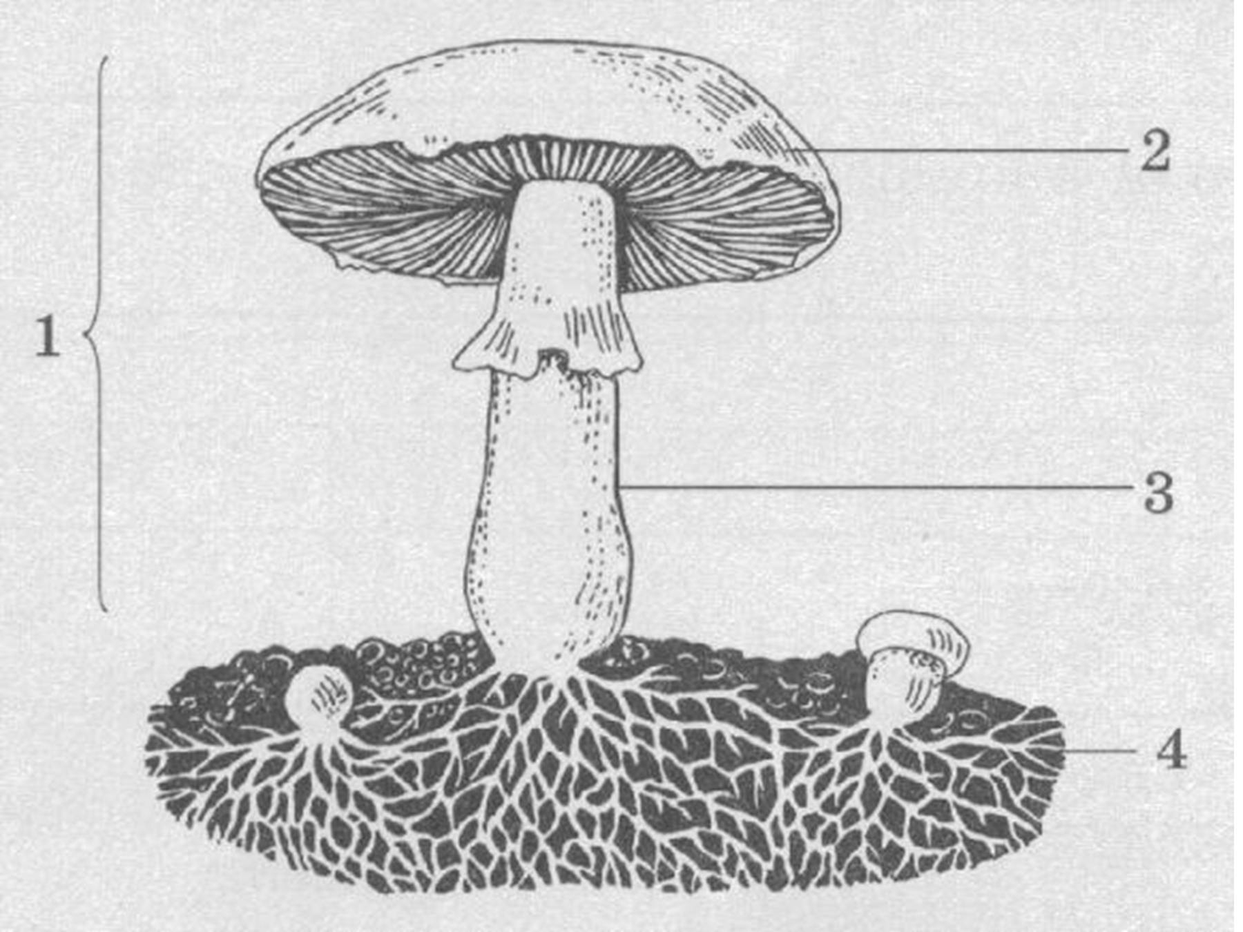 Необычные формы плодовых тел у грибов