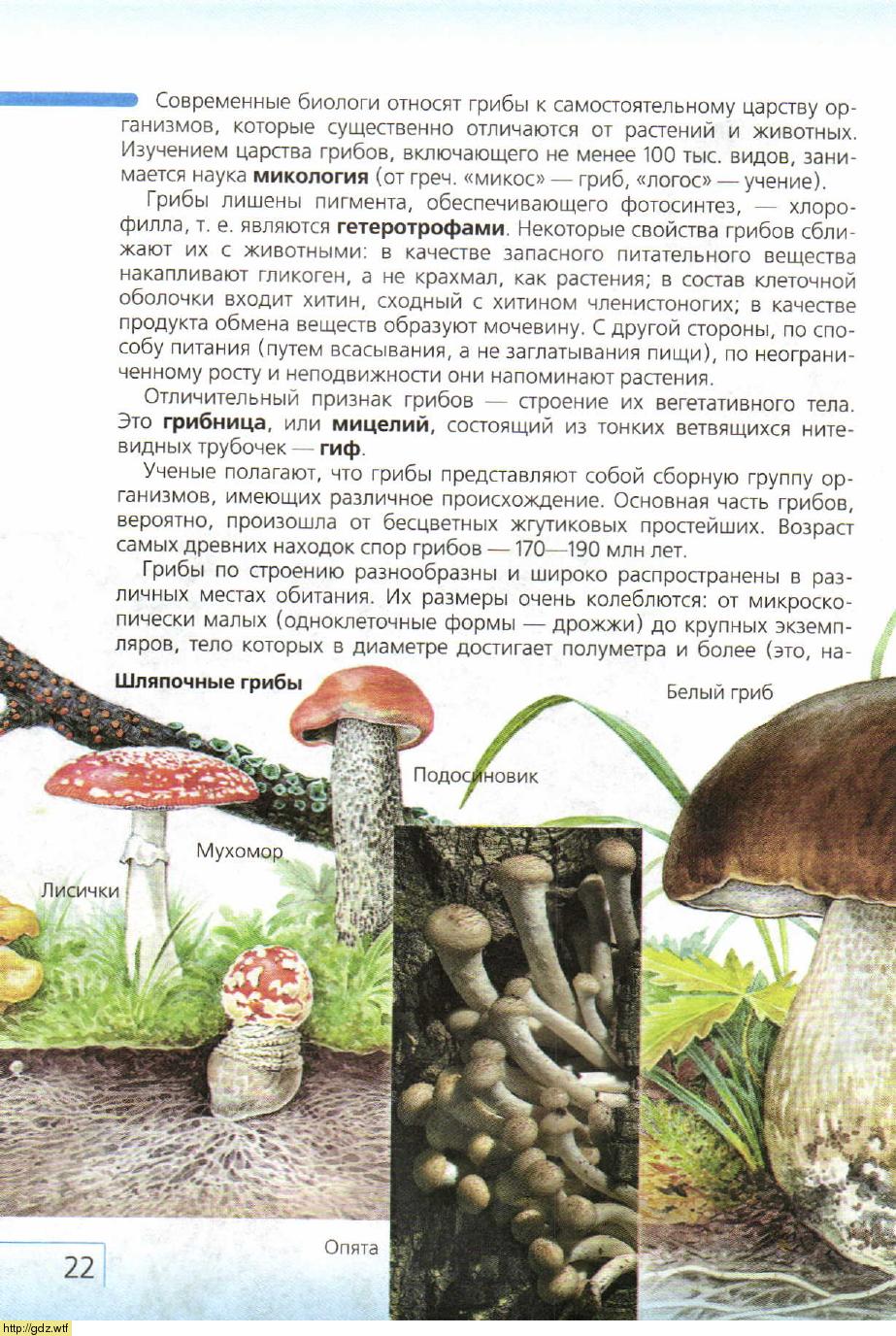 К какому веществу относятся грибы. Строение гриба. Строение вегетативного тела грибов. Царство грибы. Строение гриба 7 класс биология.