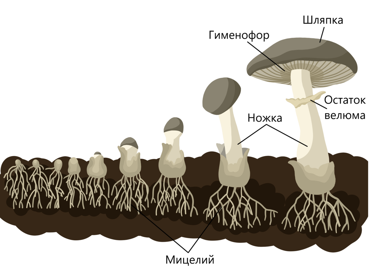 Структура гриба